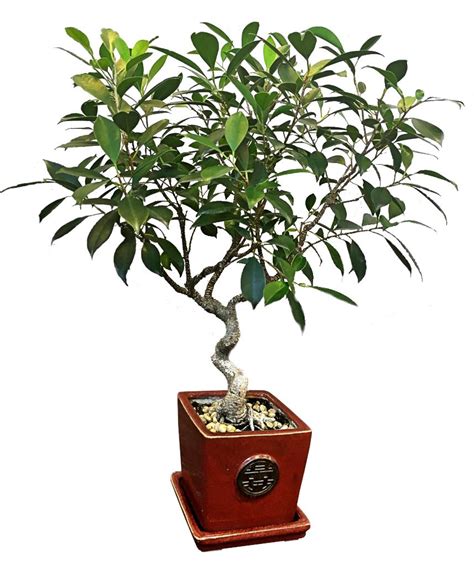 Ficus retusa - an easy bonsai great for the home