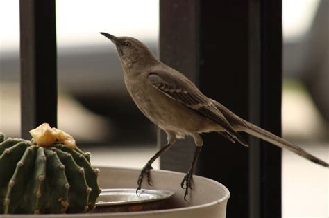 Mockingbird Bird Desert - Free photo on Pixabay - Pixabay