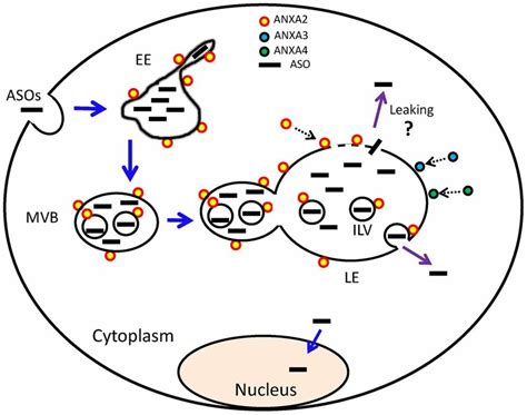 Proposed Model Of Anxa Mediated Ps Aso Trafficking And Release