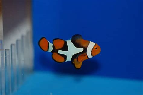 True Percula Clownfish A Sunny Newcomer on Animal-World | Animal World