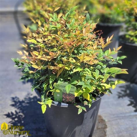 Nandina domestica 'Gulf Stream' Heavenly Bamboo from Home Nursery