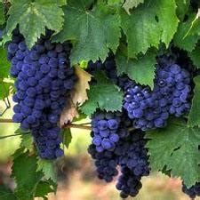 Vitis labrusca 'Concord' Seedless Purple Grape from Moose Crossing ...