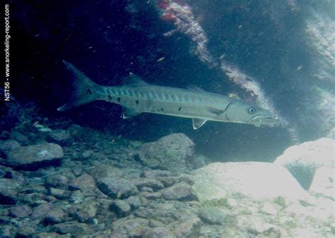 Sphyraena barracuda - Great barracuda | Snorkeling Report