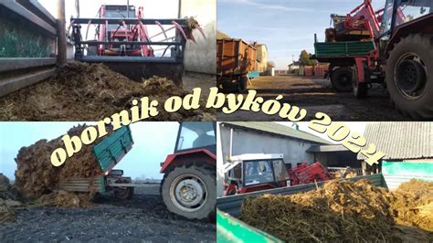 Obornik Od Bykow 2024 Zetor 7245 I Ursus C360 W Akcji Wywozimy