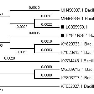 Phylogenetic Tree Relationship Between B Subtilis HussainT AMU And