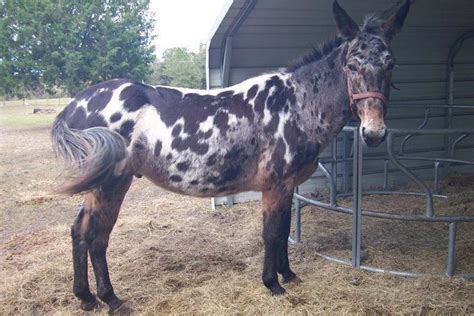 horses donkeys burros mules zebra hybrids horses cute horses