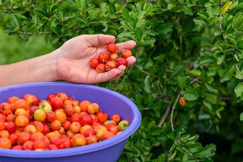 8 benefícios da acerola para saúde e bem estar Blog Natural One