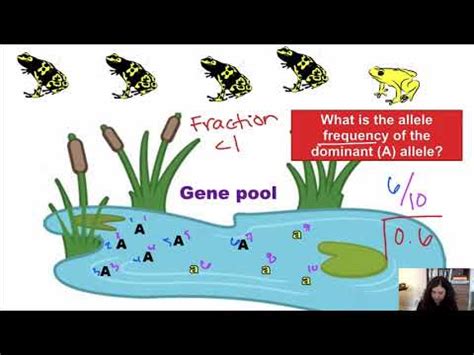 Gene Pools And Allele Frequencies Youtube Frequencies Fractions