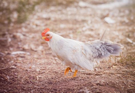 Keeping Bantam Chickens: Everything You Need to Know