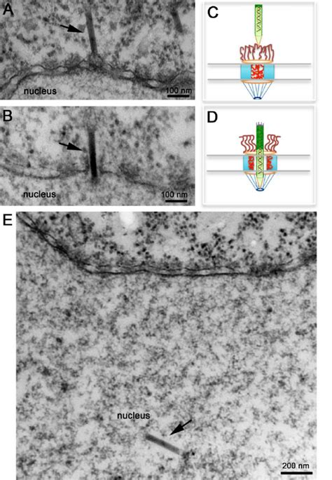 Nuclear Import Of Acmnpv Nucleocapsids Electron Micrographs Of Nuclear