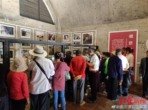 建川博物馆：14岁“猪坚强”可能即将走完生命旅程 手机新浪网