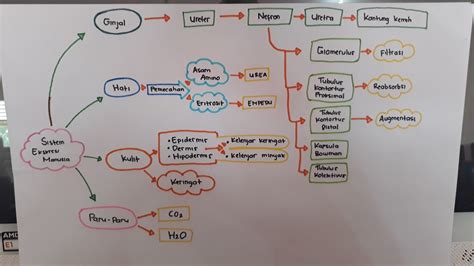 Mind Mapping Sistem Ekskresi Pada Manusia - Homecare24