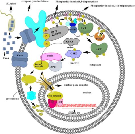 Activation Of The Pi3 Kinaseakt Pathway By Vaca Pi 3 Kinase Is Download Scientific Diagram