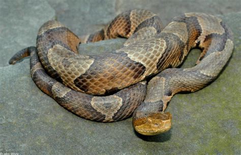 Copperhead Snake Facts Habitat Identifying Virginia Snake Removal