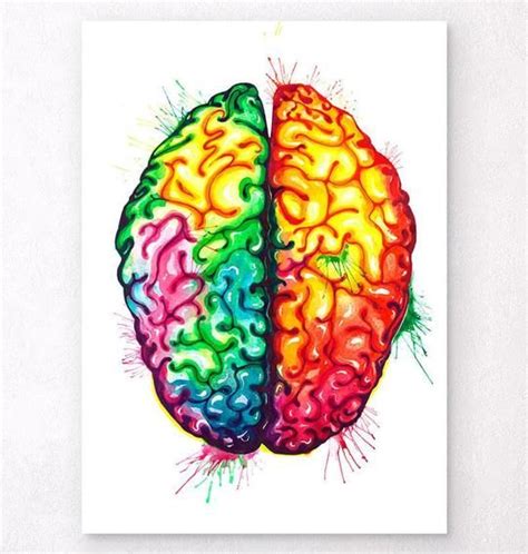 Brain anatomy art – Artofit