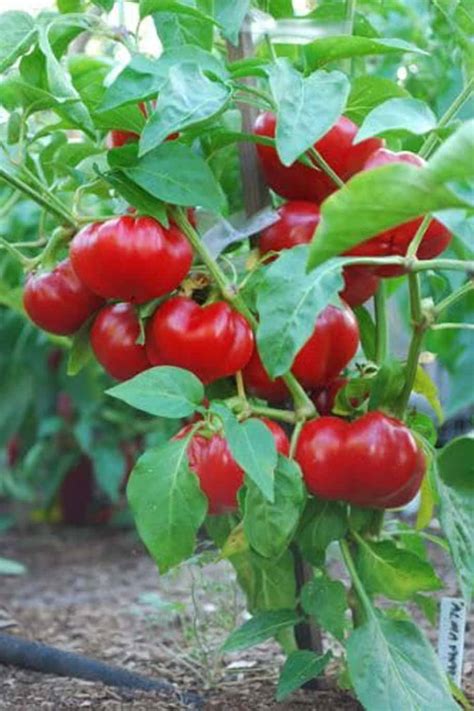 Buy Paprika Hot Pepper Seeds Plantshop Me UAE