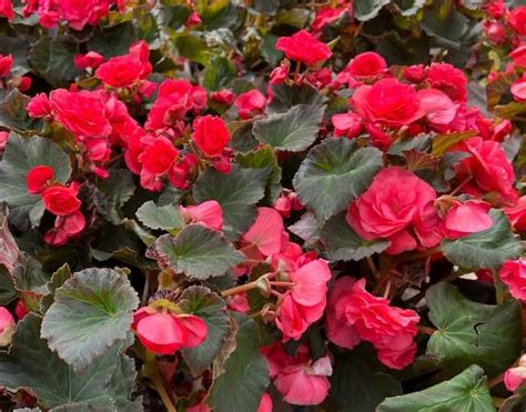 How to Grow Begonia Flowers. Growing Begonias Perennial Flower Plants.