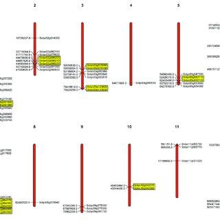 Chromosomal Location Of Tomato PME Genes Tandem Duplicated Genes Are