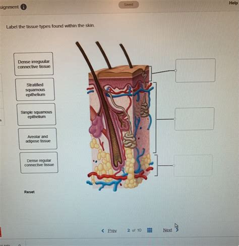 Solved Saved Help signment Label the tissue types found | Chegg.com