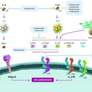 Pathogenic Role Of IL 17 In Myocardial Ischemia Reperfusion Injury