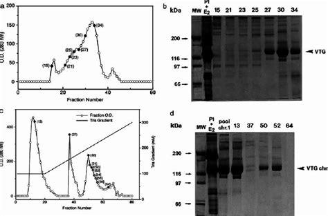 A Sepharose 6b Gel Filtration Chromatogram Solid Black Points Download Scientific Diagram