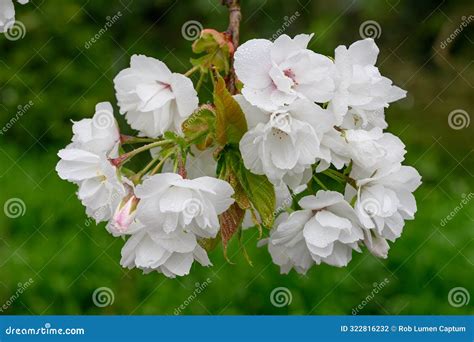 Japanese Flowering Cherry Prunus Serrulata Shirotae Double White