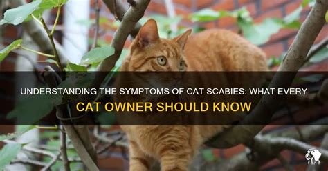 Understanding The Symptoms Of Cat Scabies: What Every Cat Owner Should ...