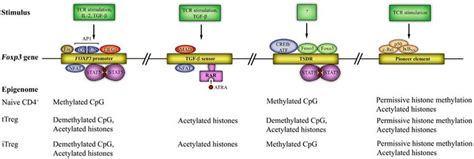 The Foxp3 Epigenome And Transcription Factor Binding Sites Four