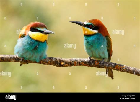 Pair Of Bee Eaters Perched On A Branch Looking At The Same Side Stock