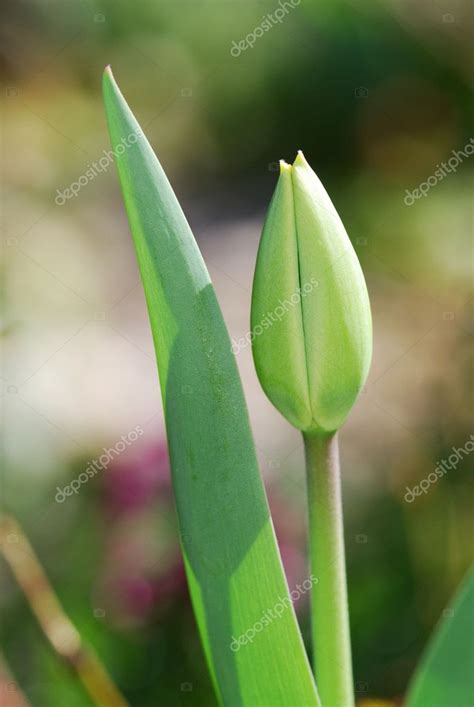 Tulip bud — Stock Photo © manfredxy #6385450