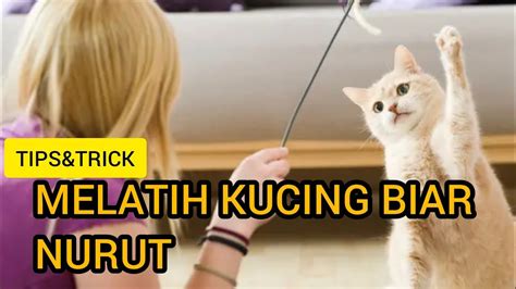 Cara Jitu Membuat Kucing Nurut Youtube