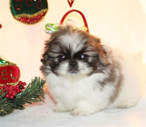 Pekingese puppies for sale – Artofit