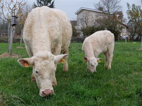 La Vache Et Son Veau COW LANTA L Aventure Des Fontenois Au SIA