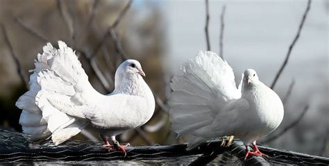 White Pigeon And Dove