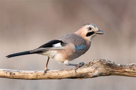 Eurasia Jay Garrulus Glandarius Se Sienta En Una Rama Seca Vista