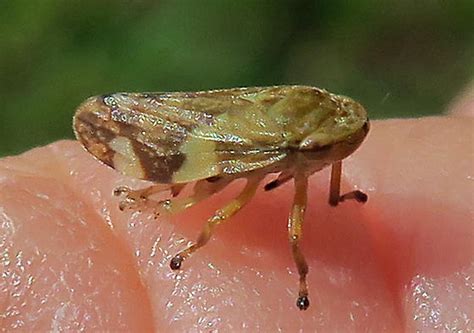 Meadow Spittlebug Philaenus Spumarius Bugguide Net