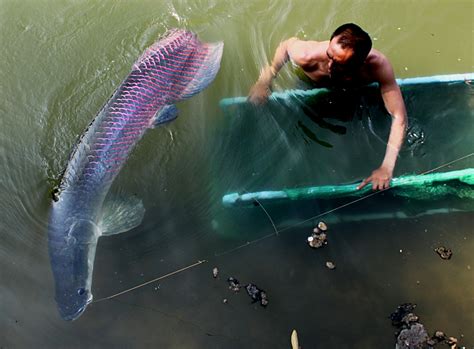 Arapaima Arapaima Gigas Megafishingthailand