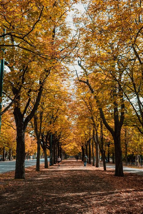 Autumn Trees at the Park · Free Stock Photo