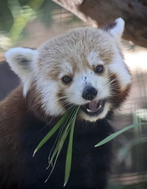 A Red Panda, on the Endangered List Stock Photo - Image of arboreal ...