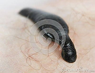 Blood Sucking Leech 2 Stock Photography - Image: 14017222