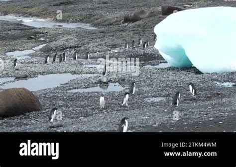 Antarctica. Penguins. Penguin colony on the rocky shore of Antarctica. Wildlife of Antarctica ...