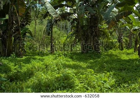 Tropical Forest In Philippines Stock Photo 632058 : Shutterstock