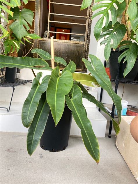 Philodendron Billietiae X Atabapoense Furniture Home Living