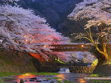 Beautiful Cherry Trees in Kyoto, Japan | Japan travel, Nature, Wonders of the world