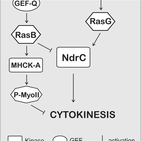 Model Suggesting The Regulation Of Ndrc By Ras Gtpases As Explained In