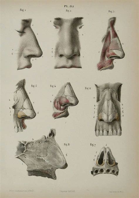 1867 Antique Lithograph Of Human Nose Nasal Cavity Human Anatomy 148