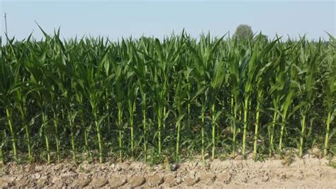 Corn Farming Agriculture Cultivation, Stock Footage | VideoHive