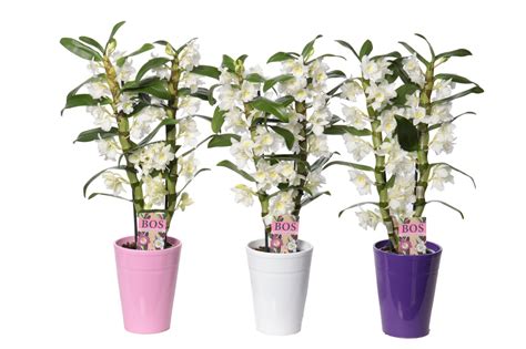 Dendrobium Nobile Classic Apollon Plant Wholesale Floraccess