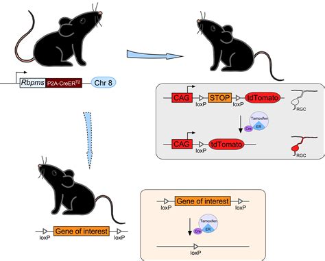 Cells Free Full Text Inducible Rbpms Creert2 Mouse Line For