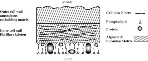 Cell wall structure in the brown algae. After Schiewer and Volesky [2 ...